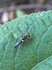 Trypherus