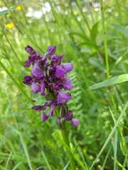 Anacamptis morio caucasica