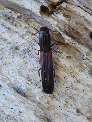 Colydium filiforme