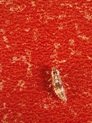 Oenopia conglobata