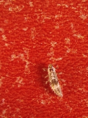 Oenopia conglobata