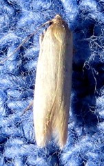 Holcocera immaculella