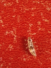 Oenopia conglobata