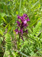 Anacamptis morio caucasica