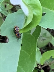 Phyllocharis undulata