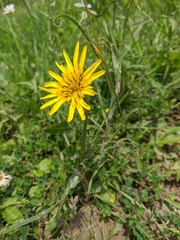 Tragopogon undulatus