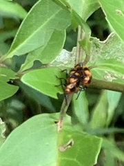 Phyllocharis undulata