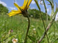 Tragopogon undulatus