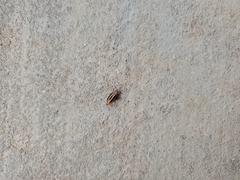 Disonycha leptolineata