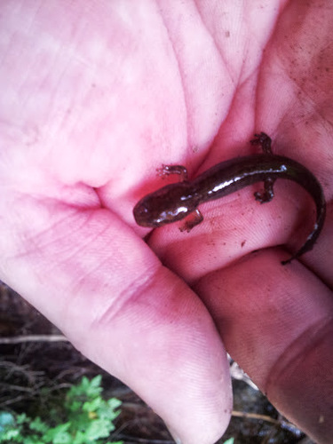 Dicamptodon aterrimus