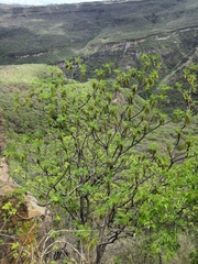 Amphipterygium molle