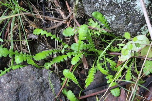 Hairless Leptinella (Leptinella dioica)