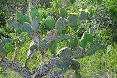 Opuntia alta