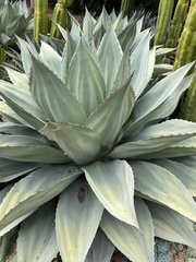 Agave ovatifolia