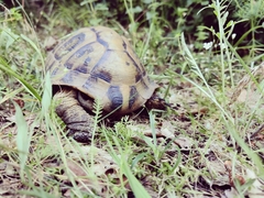 Testudo hermanni