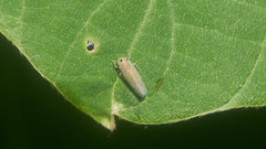 Phlogotettix cyclops