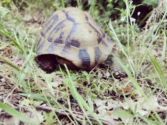 Testudo hermanni