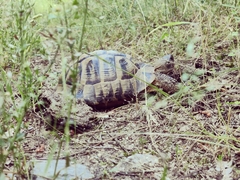 Testudo hermanni