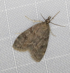 Scoparia penumbralis