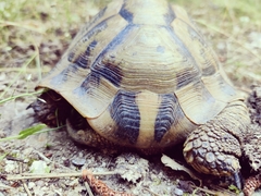 Testudo hermanni