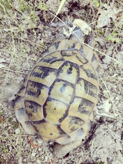 Testudo hermanni