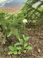 Valeriana acutiloba