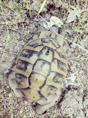 Testudo hermanni