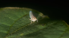 Phlogotettix cyclops