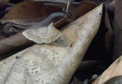 Hypospila creberrima