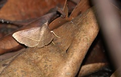 Hypospila creberrima