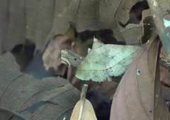Hypospila creberrima