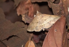 Hypospila creberrima
