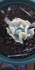 Echeveria runyonii