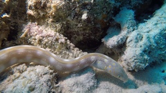 Myrichthys breviceps