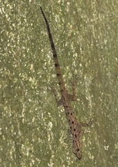Cnemaspis peninsularis