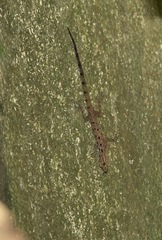 Cnemaspis peninsularis