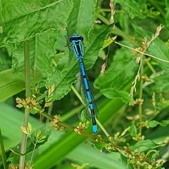 Coenagrion puella