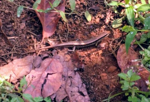 Sphenomorphus maculatus