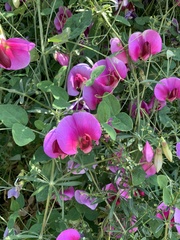 Lathyrus grandiflorus