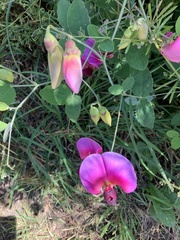 Lathyrus grandiflorus