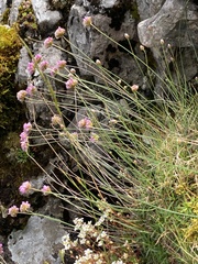 Armeria cantabrica