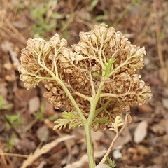 Achillea ligustica