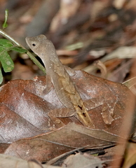 Anolis wilsoni