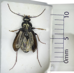 Loricera pilicornis