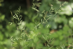 Festuca rupicola