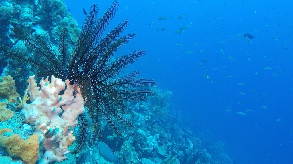 Black and White Crinoid