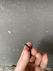 Hemidactylus mabouia