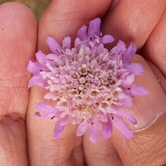 Sixalix atropurpurea maritima