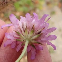 Sixalix atropurpurea maritima