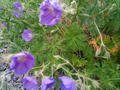 Geranium